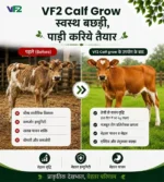 VF2 Calf grow before after
