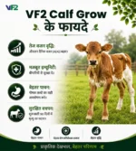 VF2 Calf grow benefits