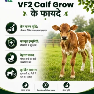 VF2 Calf grow benefits
