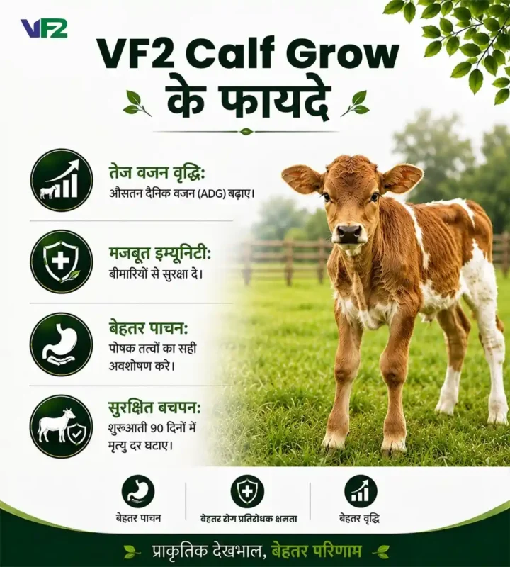 VF2 Calf grow benefits