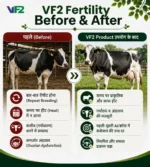 VF2 Fertility Before After
