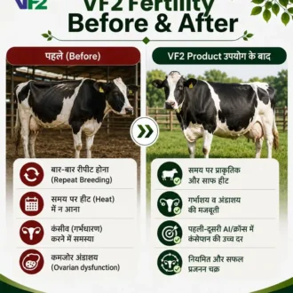 VF2 Fertility Before After