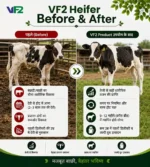 VF2 Heifer Before After