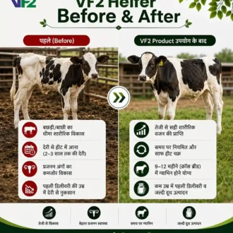 VF2 Heifer Before After