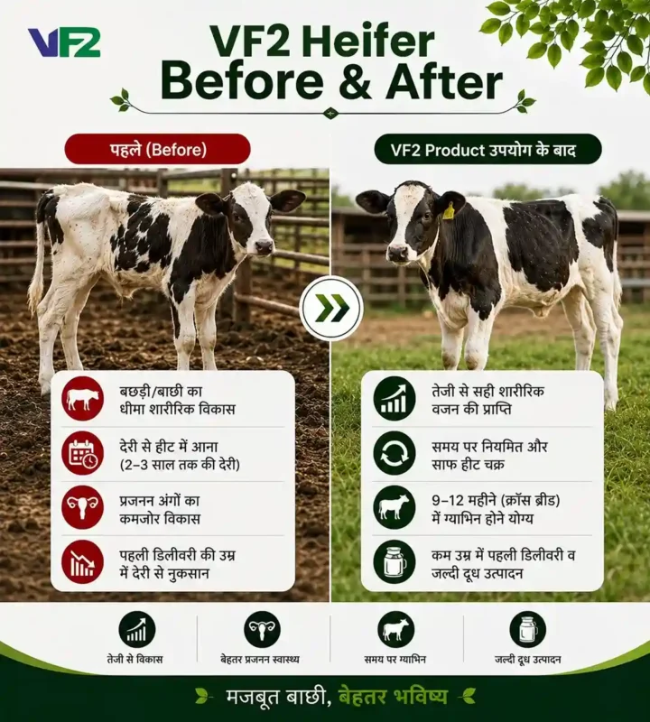 VF2 Heifer Before After