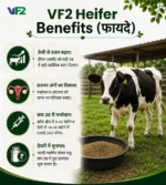 VF2 Heifer Benefits