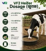 VF2 Heifer Dosage