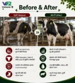 VF2 Imuune Before After