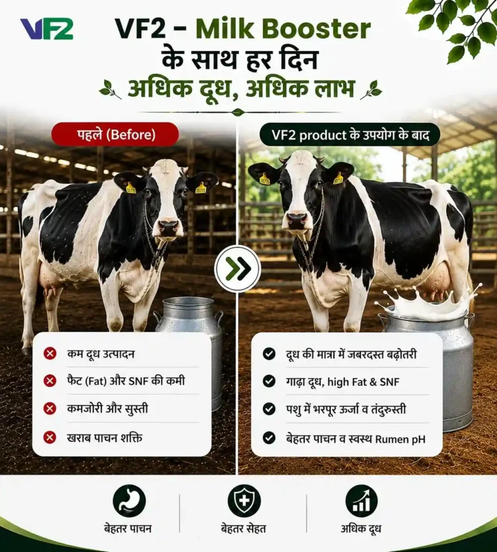 VF2 milk booster benefits
