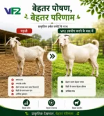 VF2 sheep goat before after