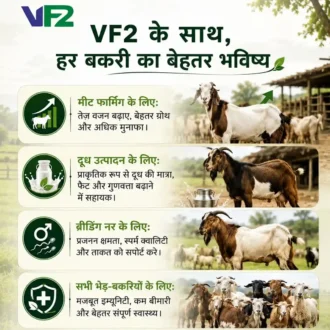 Vf2 goat weight gainer benefits