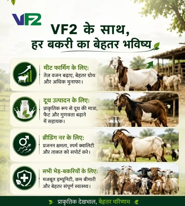 Vf2 goat weight gainer benefits