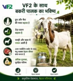 Vf2 sheep goat benefits