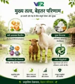 Vf2 sheep goat ingredients