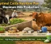 Balanced Cattle Nutrition Plan for Higher Milk Yield in India