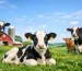 Best Practices for Dairy Farmers