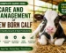 Calf care and management