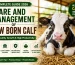 Calf care and management