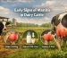 Early Signs of Mastitis in Dairy Cattle