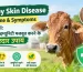 Lumpy Skin Disease_ Hindi Veterinary Guide