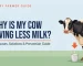 cow giving less milk