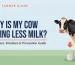 cow giving less milk