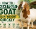 goat weight gain