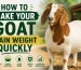 goat weight gain