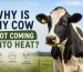 cow not coming into heat